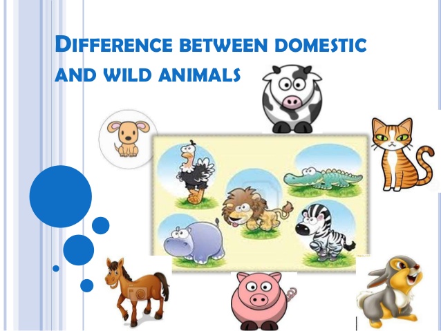 DOMESTIC AND WILD ANIMALS | Blog de Pilar